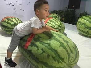 华县吃瓜事件,一场引发社会热议的食品安全风波