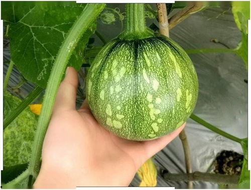 只吃瓜仔的瓜,揭秘只吃瓜仔的独特美食之旅