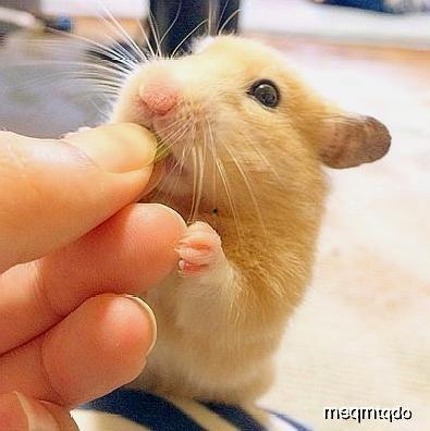 苍鼠可以吃瓜吗,揭秘苍鼠的瓜类美食之旅