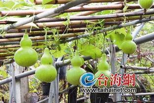 葫芦瓜不用剥皮吃,营养翻倍新食尚